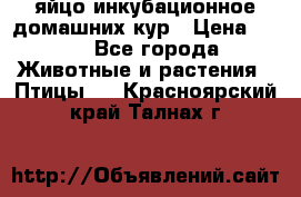 яйцо инкубационное домашних кур › Цена ­ 25 - Все города Животные и растения » Птицы   . Красноярский край,Талнах г.